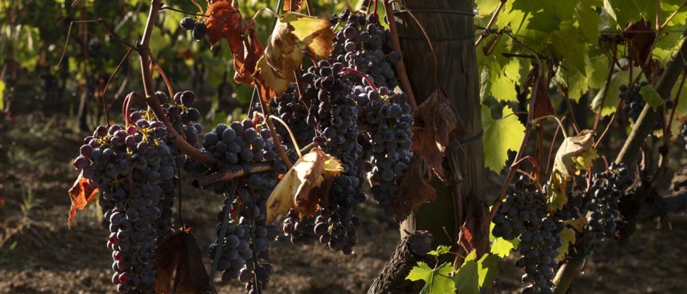 Vineyards-chiusa-grossa-production-montalcino