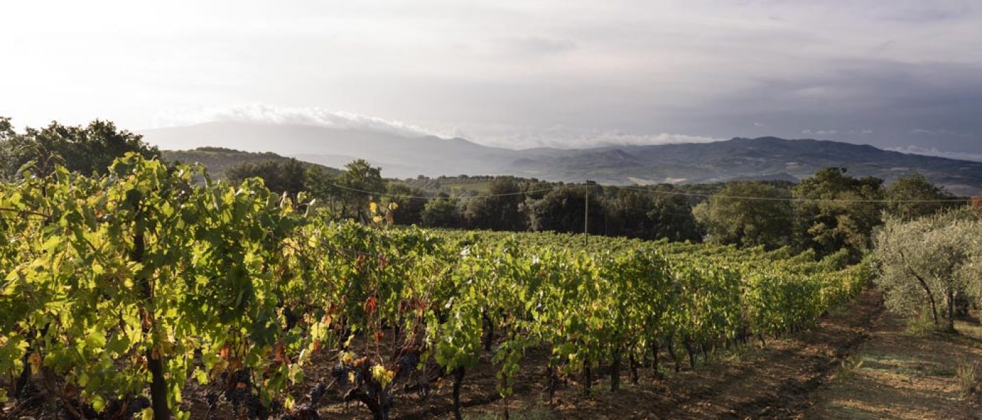 Vineyards-chiusa-grossa-production-montalcino