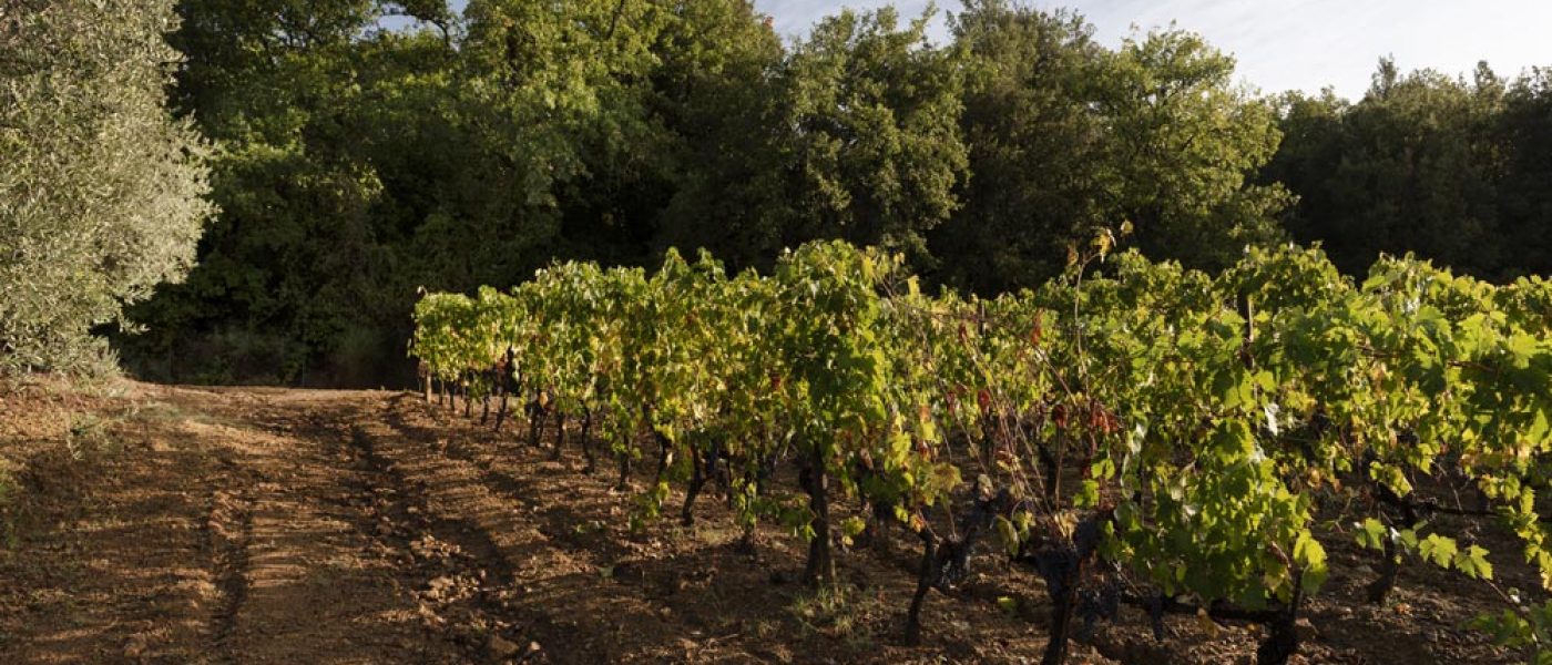 Vineyards-chiusa-grossa-production-montalcino