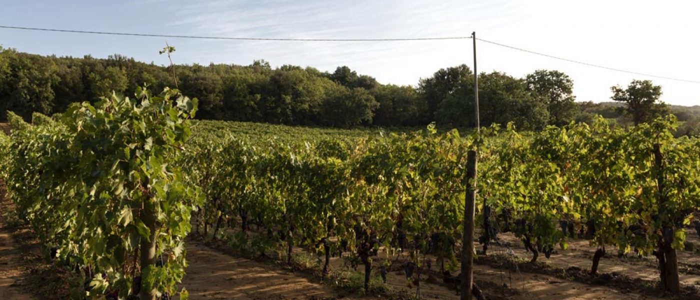 Vineyards-chiusa-grossa-production-montalcino
