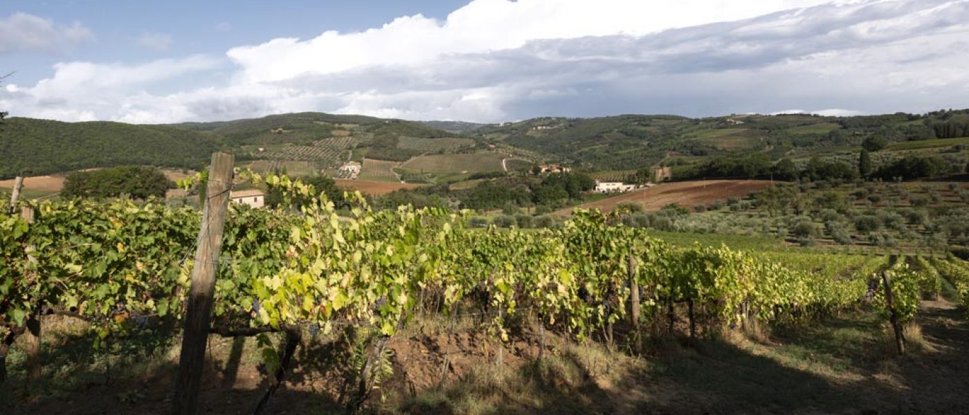 Vineyards-chiusa-grossa-production-montalcino
