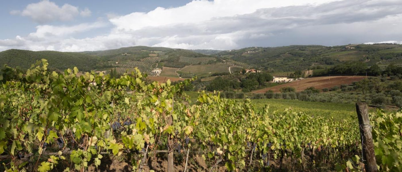 Vineyards-chiusa-grossa-production-montalcino