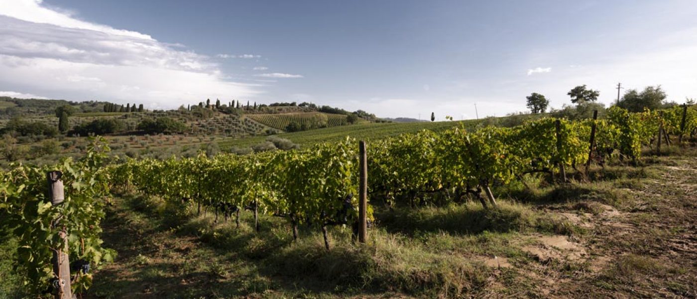 Vineyards-chiusa-grossa-production-montalcino