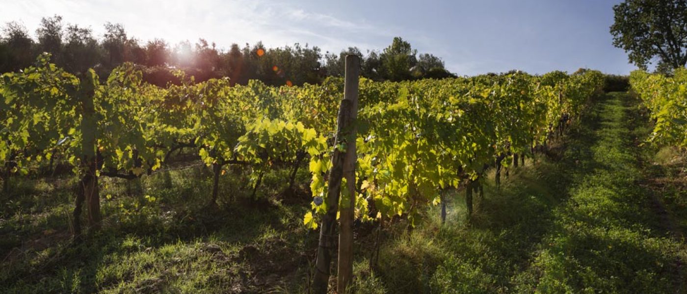 Closed Grossa Montalcino