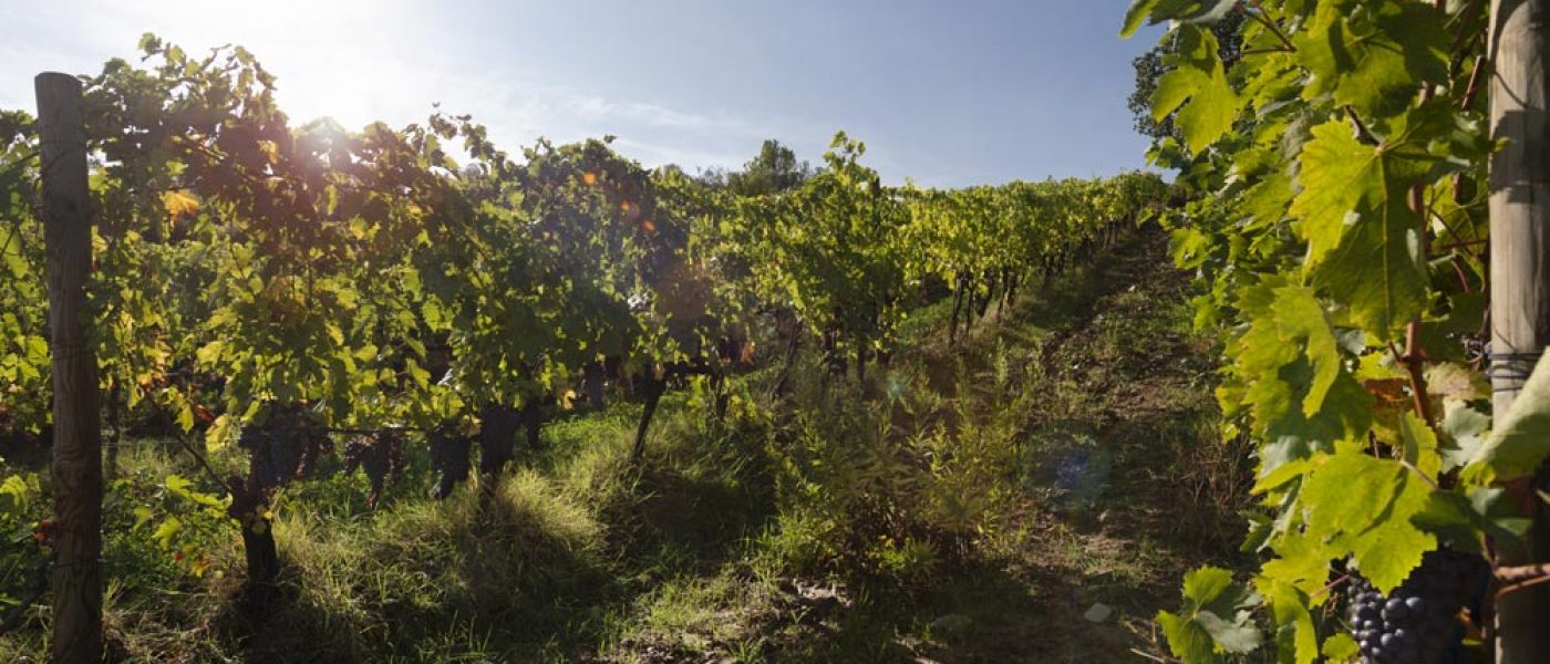 Vineyards-chiusa-grossa-production-montalcino