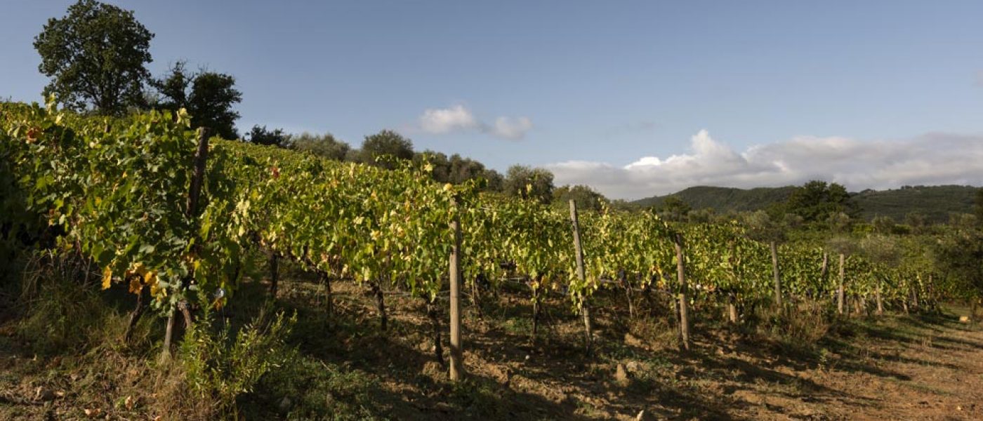 Vineyards-chiusa-grossa-production-montalcino