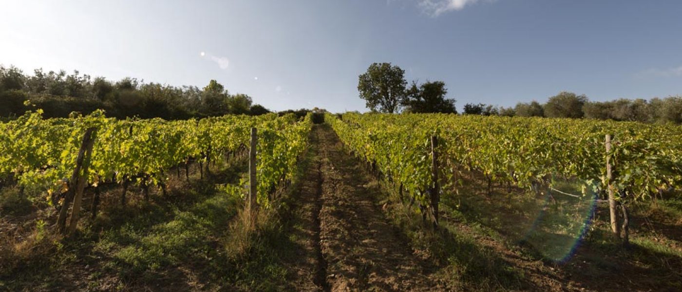 closed-grossa-montalcino-vineyards