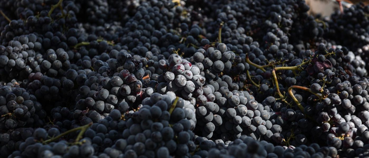 Chiusa-Grossa-Montalcino