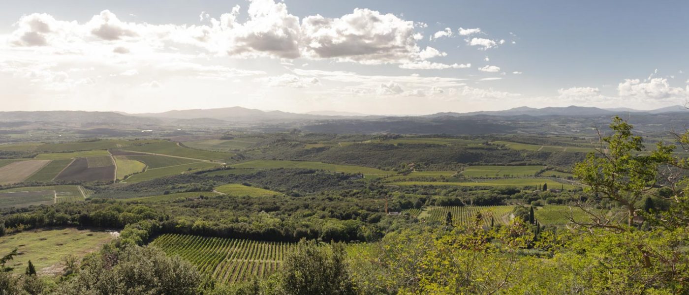 Vineyards-chiusa-grossa-production-brunello-and-rosso-montalcino