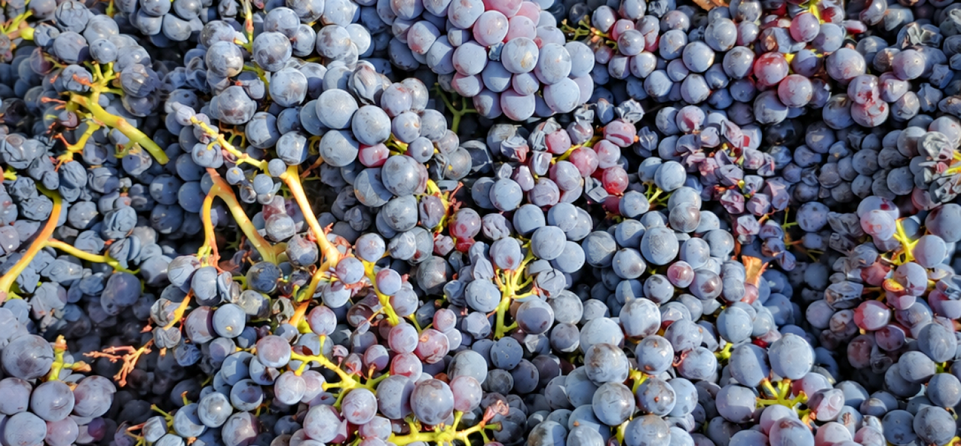 chiusa-grossa-vendemmia-20261
