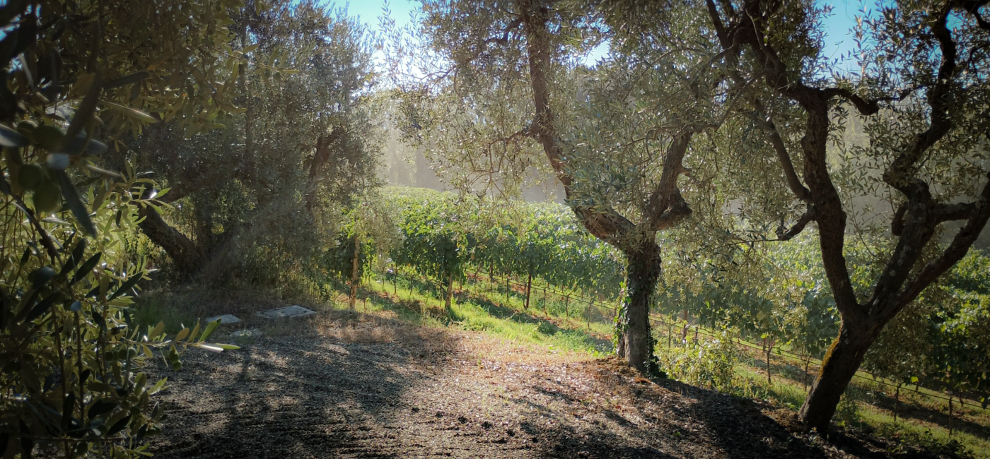 chiusa-grossa-vendemmia-202612
